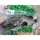 漢群養殖澎湖龍虎石斑魚<1尾650g>(急凍真空...